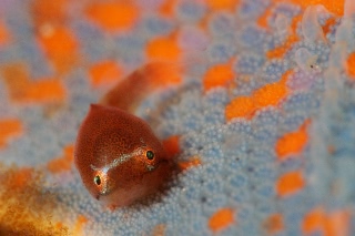 「ホテイウオ(ゴッコ)」のサムネイル画像