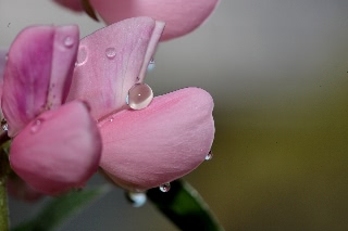 「ルーピン（ルピナス）・ラッセル・ミックス(Lupin)」のサムネイル画像