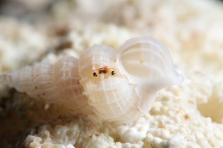 「アカツメサンゴヤドカリ」のサムネイル画像