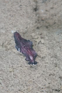 「ヒラムシの仲間」のサムネイル画像