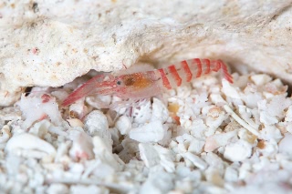 「テッポウエビの仲間」のサムネイル画像