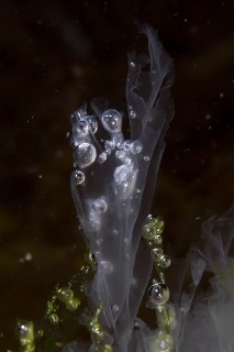 「ヒトエグサ」のサムネイル画像