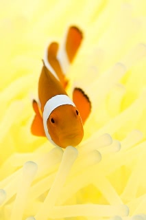 「カクレクマノミ(Western Clown Anemonefish)」のサムネイル画像
