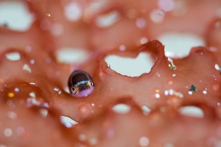 「ホテイウオ(ゴッコ)」のサムネイル画像