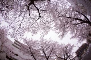 「ソメイヨシノ(染井吉野)」のサムネイル画像