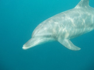 「ミナミバンドウイルカ(ミナミハンドウイルカ)」のサムネイル画像