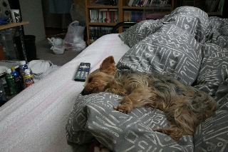 「お昼寝中。」のサムネイル画像