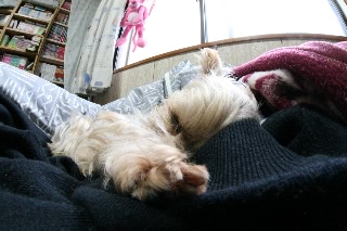 「ヨークシャー・テリア(Yorkshire Terrier)」のサムネイル画像