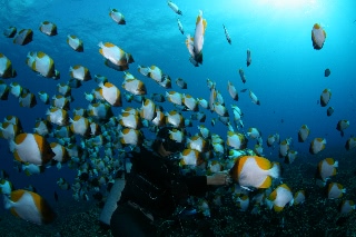 「雑誌のダイビング特集に出てきそうな絵」のサムネイル画像