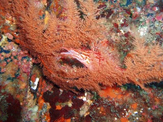 「クダゴンベ(longnose hawkfish)」のサムネイル画像