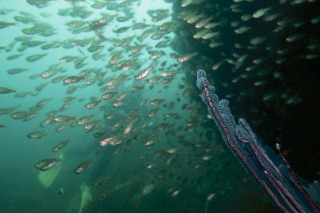 「テンジクダイ」のサムネイル画像