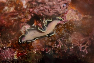 「ヒラムシの仲間」のサムネイル画像