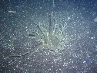 「スナイソギンチャク」のサムネイル画像