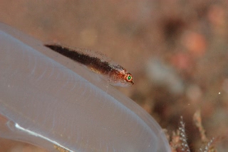 「ハゼの仲間」のサムネイル画像