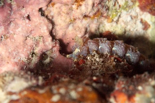 「ムカデミノウミウシ」のサムネイル画像