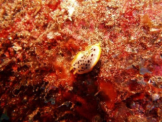 「シロウミウシ」のサムネイル画像