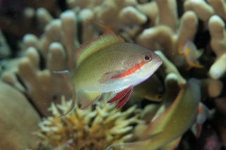 「メラネシアンアンティアス(Meranesian anthias)」のサムネイル画像
