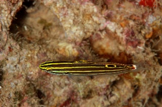 「無題」のサムネイル画像