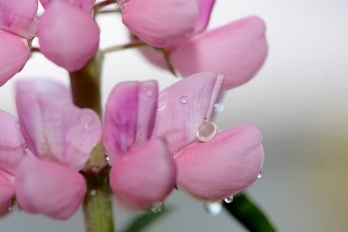 「ルーピン（ルピナス）・ラッセル・ミックス(Lupin)」のサムネイル画像