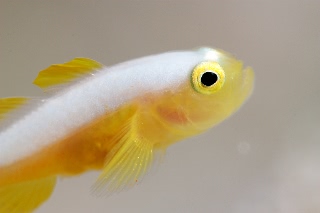 「ナカモトイロワケハゼ」のサムネイル画像