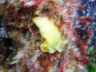 「ミツイラメリウミウシ」のサムネイル画像