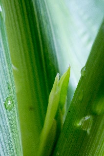 「レインボーコーン(虹色トウモロコシ,七色トウモロコシ,グラスジェムコーン,ジュエリーコーン)」のサムネイル画像