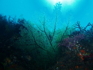 「無題」のサムネイル画像