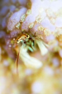 「カンザシヤドカリ(Coral Hermit Crab)」のサムネイル画像