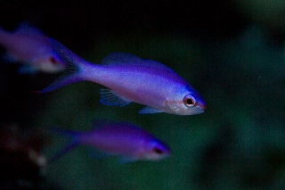 「ハナゴイ」のサムネイル画像