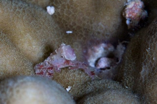 「カニの仲間」のサムネイル画像