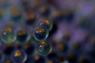 「クジメ」のサムネイル画像