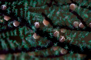 「ハナヤギウミヒドラ」のサムネイル画像