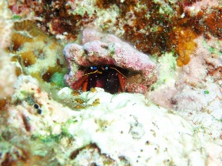 「ヤドカリ」のサムネイル画像