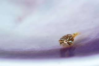 「ホテイウオ(ゴッコ)」のサムネイル画像