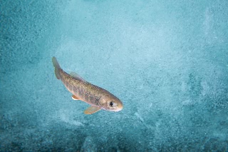 「オショロコマ(カラフトイワナ)」のサムネイル画像