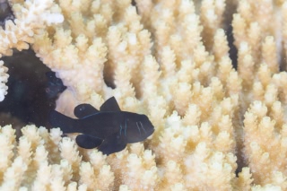「無題」のサムネイル画像