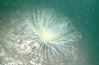 「ムラサキハナギンチャク」のサムネイル画像