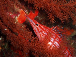 「クダゴンベ(longnose hawkfish)」のサムネイル画像