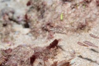 「無題」のサムネイル画像