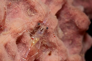 「ソリハシコモンエビ」のサムネイル画像