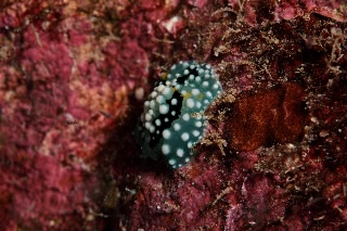 「シモフリカメサンウミウシ」のサムネイル画像