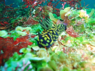「サガミリュウグウウミウシ」のサムネイル画像