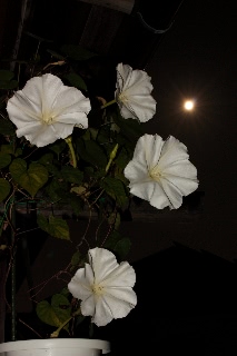 「ヨルガオ」のサムネイル画像