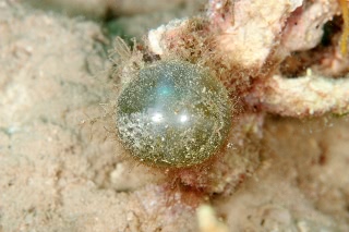 「無題」のサムネイル画像