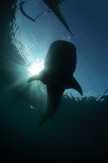 「ジンベエザメ(ジンベイザメ)」のサムネイル画像