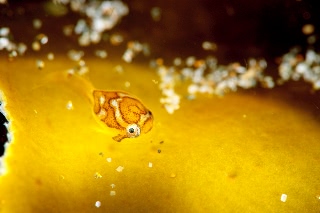 「ホテイウオ(ゴッコ)」のサムネイル画像