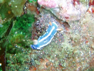 「アオウミウシ」のサムネイル画像