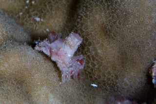 「カニの仲間」のサムネイル画像