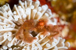 「オランウータンクラブ(オラウータンクラブ)」のサムネイル画像