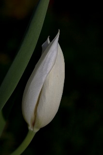 「チューリップ」のサムネイル画像